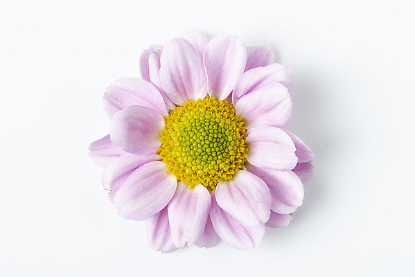 포토 JPG 스튜디오촬영 꽃 백그라운드 실내 누끼 사람없음 하이앵글 신선 오브젝트 흰배경 마거리트 플랫레이 국내포토 식물 뷰포인트 내부 흰색 플랫 파일형식