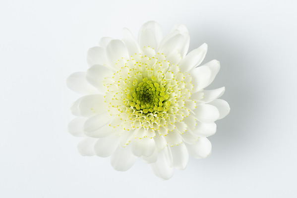 포토 JPG 스튜디오촬영 꽃 백그라운드 국화 실내 누끼 사람없음 하이앵글 흰색 신선 오브젝트 흰배경 플랫레이 국내포토 식물 뷰포인트 컬러 내부 플랫 파일형식