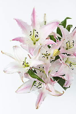 포토 JPG 스튜디오촬영 꽃 백그라운드 실내 사람없음 하이앵글 신선 백합 오브젝트 흰배경 플랫레이 국내포토 식물 뷰포인트 내부 흰색 플랫 파일형식