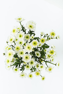 포토 JPG 스튜디오촬영 꽃 백그라운드 국화 실내 누끼 사람없음 하이앵글 신선 오브젝트 흰배경 플랫레이 국내포토 식물 뷰포인트 내부 흰색 플랫 파일형식