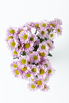 포토 JPG 스튜디오촬영 꽃 백그라운드 실내 누끼 사람없음 하이앵글 신선 오브젝트 흰배경 마거리트 플랫레이 국내포토 식물 뷰포인트 내부 흰색 플랫 파일형식