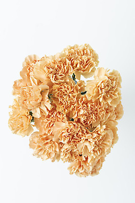 포토 JPG 스튜디오촬영 꽃 백그라운드 실내 누끼 사람없음 하이앵글 신선 카네이션 오브젝트 흰배경 플랫레이 국내포토 식물 뷰포인트 내부 흰색 플랫 파일형식