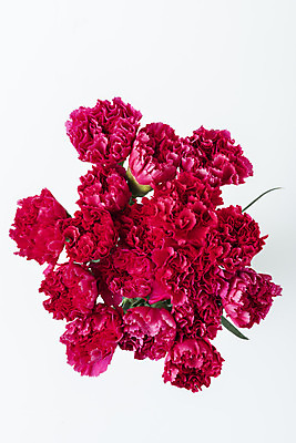 포토 JPG 스튜디오촬영 꽃 백그라운드 실내 누끼 사람없음 하이앵글 신선 카네이션 오브젝트 흰배경 플랫레이 국내포토 식물 뷰포인트 내부 흰색 플랫 파일형식