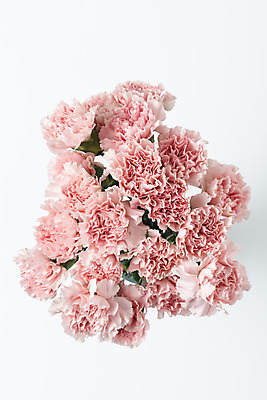 포토 JPG 스튜디오촬영 꽃 백그라운드 실내 누끼 사람없음 하이앵글 신선 카네이션 오브젝트 흰배경 플랫레이 국내포토 식물 뷰포인트 내부 흰색 플랫 파일형식