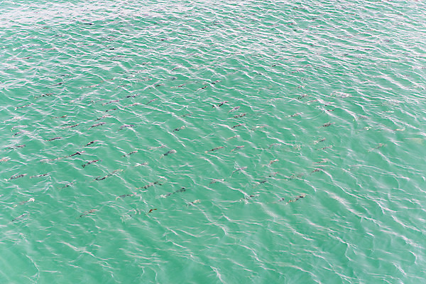 포토 JPG 주간 바다 한국 풍경 사람없음 야외 맑음 여수 숭어 오동도 물고기떼 국내포토 자연요소 아시아 섬 날씨 어류 전라남도 파일형식