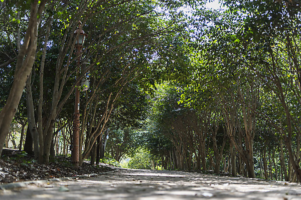포토 JPG 주간 나무 로우앵글 한국 풍경 사람없음 야외 맑음 산책로 숲 여수 오동도 국내포토 자연요소 식물 아시아 길 뷰포인트 섬 날씨 전라남도 파일형식