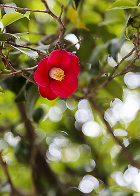 포토 JPG 주간 한국 풍경 사람없음 야외 아웃포커스 맑음 나뭇가지 동백 여수 오동도 국내포토 자연요소 나무 꽃 아시아 섬 날씨 촬영기법 전라남도 파일형식