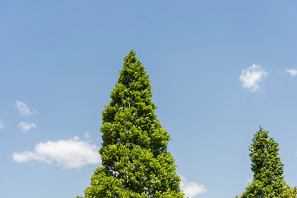 포토 JPG 주간 나무 구름 로우앵글 자연 하늘 한국 풍경 사람없음 야외 맑음 여수 국내포토 자연요소 식물 아시아 뷰포인트 날씨 전라남도 생태계 파일형식