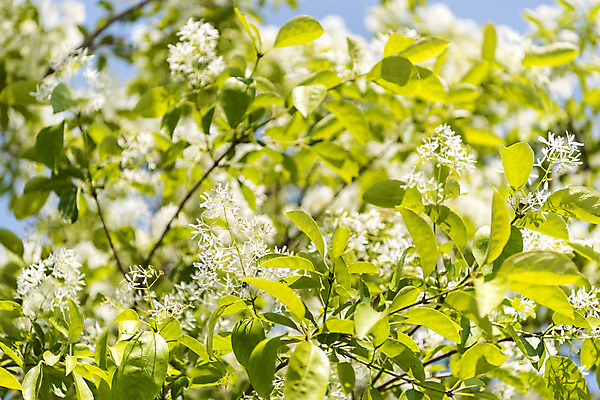 포토 JPG 주간 나무 꽃 한국 풍경 사람없음 야외 아웃포커스 맑음 여수 국내포토 자연요소 식물 아시아 날씨 촬영기법 전라남도 파일형식