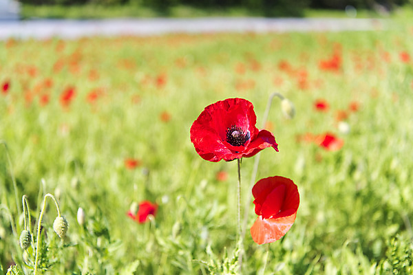 포토 JPG 주간 꽃밭 자연 한국 풍경 사람없음 야외 아웃포커스 맑음 양귀비 여수 국내포토 자연요소 꽃 아시아 날씨 촬영기법 전라남도 생태계 파일형식