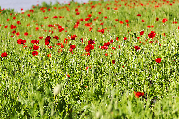 포토 JPG 주간 꽃밭 자연 한국 풍경 사람없음 야외 맑음 양귀비 여수 국내포토 자연요소 꽃 아시아 날씨 전라남도 생태계 파일형식