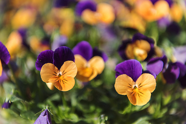 포토 JPG 주간 꽃밭 자연 한국 풍경 사람없음 야외 아웃포커스 맑음 들꽃 여수 국내포토 자연요소 꽃 아시아 날씨 촬영기법 전라남도 생태계 파일형식