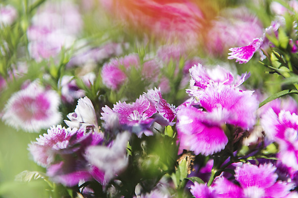 포토 JPG 주간 꽃밭 자연 한국 풍경 사람없음 야외 아웃포커스 맑음 들꽃 여수 국내포토 자연요소 꽃 아시아 날씨 촬영기법 전라남도 생태계 파일형식