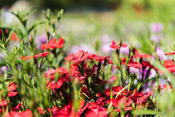포토 JPG 주간 꽃밭 자연 한국 풍경 사람없음 야외 아웃포커스 맑음 들꽃 여수 국내포토 자연요소 꽃 아시아 날씨 촬영기법 전라남도 생태계 파일형식