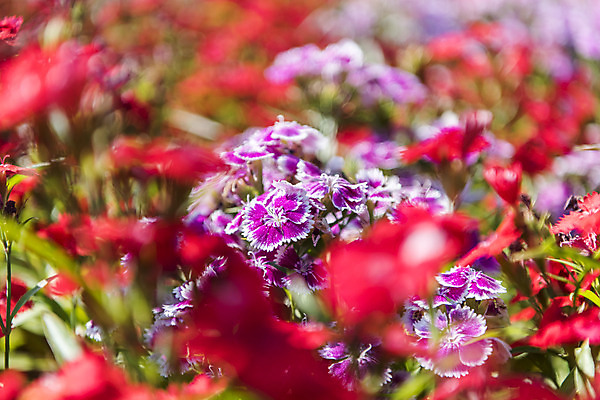 포토 JPG 주간 꽃밭 자연 한국 풍경 사람없음 야외 아웃포커스 맑음 들꽃 여수 국내포토 자연요소 꽃 아시아 날씨 촬영기법 전라남도 생태계 파일형식