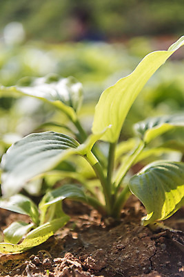 포토 JPG 주간 식물 꽃밭 자연 한국 풍경 사람없음 야외 아웃포커스 맑음 여수 국내포토 자연요소 꽃 아시아 날씨 촬영기법 전라남도 생태계 파일형식