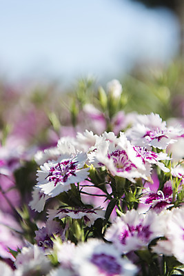 포토 JPG 주간 꽃밭 자연 한국 풍경 사람없음 야외 아웃포커스 맑음 들꽃 여수 국내포토 자연요소 꽃 아시아 날씨 촬영기법 전라남도 생태계 파일형식