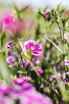 포토 JPG 주간 꽃밭 자연 한국 풍경 사람없음 야외 아웃포커스 맑음 들꽃 여수 국내포토 자연요소 꽃 아시아 날씨 촬영기법 전라남도 생태계 파일형식