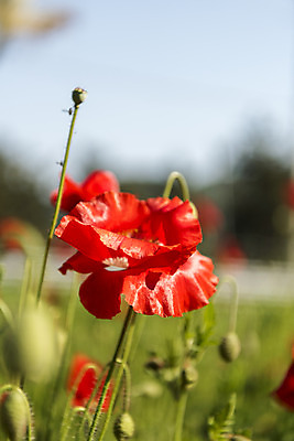 포토 JPG 주간 꽃밭 자연 한국 풍경 사람없음 야외 아웃포커스 맑음 양귀비 여수 국내포토 자연요소 꽃 아시아 날씨 촬영기법 전라남도 생태계 파일형식