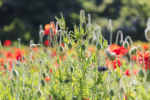 포토 JPG 주간 꽃밭 자연 한국 풍경 사람없음 야외 아웃포커스 맑음 꽃봉오리 양귀비 여수 국내포토 자연요소 꽃 아시아 날씨 촬영기법 전라남도 생태계 파일형식