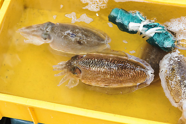 포토 JPG 음식 실내 사람없음 시장 특산물 재래시장 여수 맛집 갑오징어 국내포토 내부 전라남도 오징어 파일형식