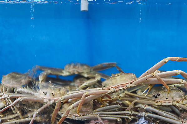 포토 JPG 음식 여러마리 실내 사람없음 게 시장 특산물 재래시장 여수 맛집 국내포토 다수 갑각류 내부 전라남도 파일형식