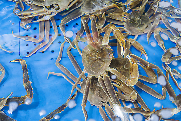 포토 JPG 음식 여러마리 실내 사람없음 게 시장 특산물 재래시장 여수 맛집 국내포토 다수 갑각류 내부 전라남도 파일형식