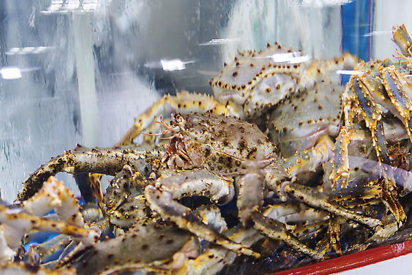 포토 JPG 음식 여러마리 실내 사람없음 게 시장 특산물 재래시장 여수 맛집 국내포토 다수 갑각류 내부 전라남도 파일형식