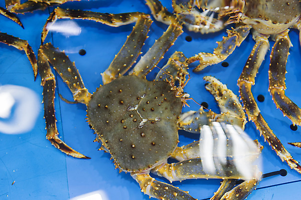 포토 JPG 음식 여러마리 실내 사람없음 게 시장 특산물 재래시장 여수 맛집 국내포토 다수 갑각류 내부 전라남도 파일형식