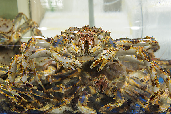 포토 JPG 음식 여러마리 실내 사람없음 게 시장 특산물 재래시장 여수 맛집 국내포토 다수 갑각류 내부 전라남도 파일형식