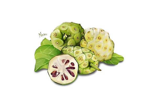 PSD 열매 잎 일러스트 건강 사람없음 건강식품 슈퍼푸드 디테일 노니 국내일러스트 식물 음식 파일형식