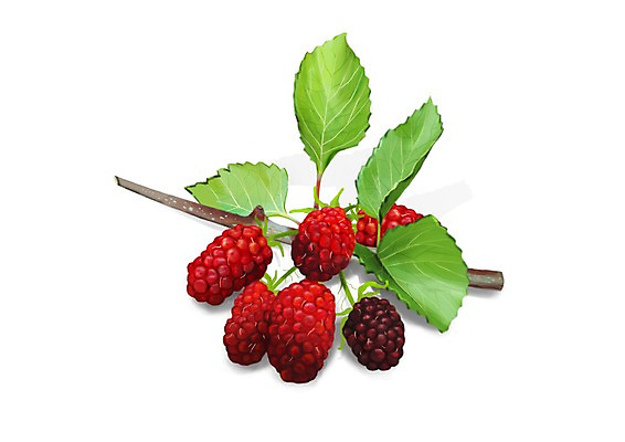 PSD 열매 잎 일러스트 건강 사람없음 나뭇가지 건강식품 오디 슈퍼푸드 디테일 국내일러스트 나무 식물 음식 파일형식