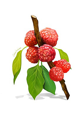 PSD 열매 잎 일러스트 건강 사람없음 나뭇가지 건강식품 슈퍼푸드 디테일 꾸지뽕 국내일러스트 나무 식물 음식 파일형식