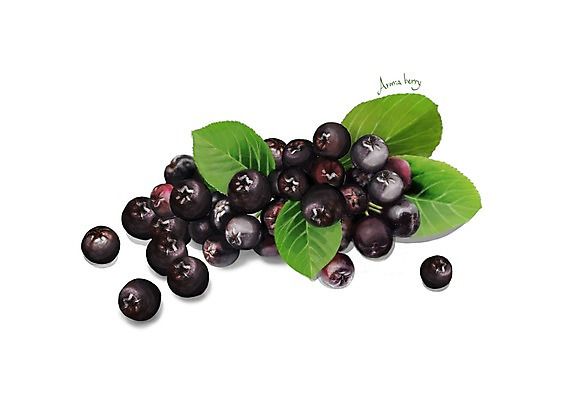 PSD 잎 일러스트 건강 사람없음 건강식품 아로니아 슈퍼푸드 디테일 국내일러스트 식물 열매 음식 파일형식