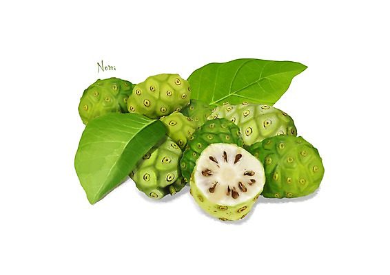 PSD 열매 잎 일러스트 건강 사람없음 여러개 건강식품 슈퍼푸드 디테일 노니 국내일러스트 식물 음식 다수 파일형식