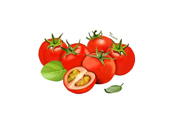 PSD 잎 일러스트 식재료 방울토마토 건강 사람없음 여러개 건강식품 슈퍼푸드 디테일 과채 국내일러스트 식물 음식 다수 토마토 채소 과일 파일형식