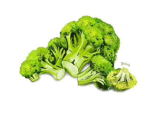 PSD 일러스트 식재료 건강 사람없음 여러개 브로콜리 건강식품 슈퍼푸드 디테일 국내일러스트 음식 다수 채소 파일형식