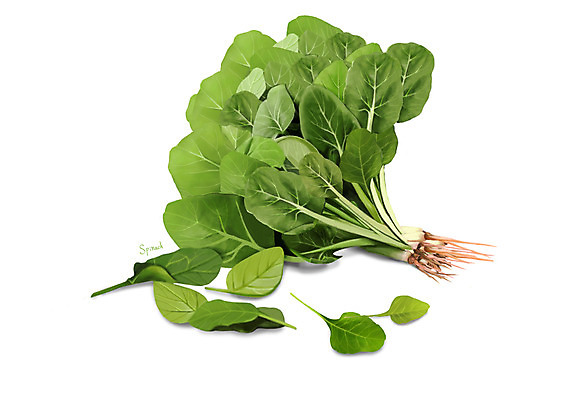 PSD 일러스트 식재료 건강 사람없음 시금치 건강식품 슈퍼푸드 디테일 국내일러스트 음식 채소 파일형식