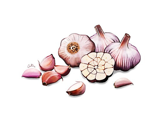 PSD 일러스트 식재료 건강 마늘 사람없음 여러개 건강식품 통마늘 슈퍼푸드 디테일 국내일러스트 음식 다수 채소 파일형식