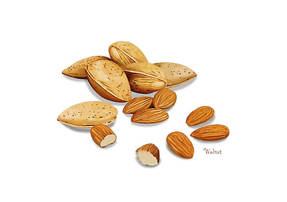PSD 잎 일러스트 건강 사람없음 여러개 아몬드 건강식품 슈퍼푸드 디테일 국내일러스트 식물 음식 다수 견과류 파일형식