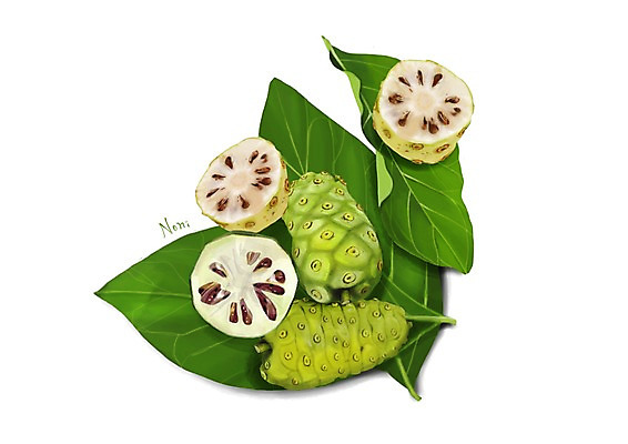 PSD 잎 일러스트 건강 사람없음 여러개 건강식품 슈퍼푸드 디테일 노니 국내일러스트 식물 열매 음식 다수 파일형식