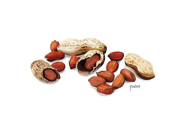 PSD 일러스트 식재료 건강 사람없음 여러개 땅콩 건강식품 땅콩껍질 슈퍼푸드 디테일 국내일러스트 음식 다수 견과류 껍질 파일형식