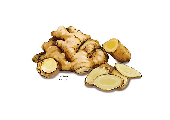 PSD 잎 일러스트 식재료 건강 사람없음 여러개 건강식품 생강 슈퍼푸드 디테일 국내일러스트 식물 음식 다수 채소 파일형식