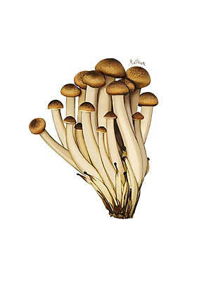 PSD 일러스트 식재료 건강 사람없음 버섯 건강식품 슈퍼푸드 디테일 국내일러스트 음식 파일형식