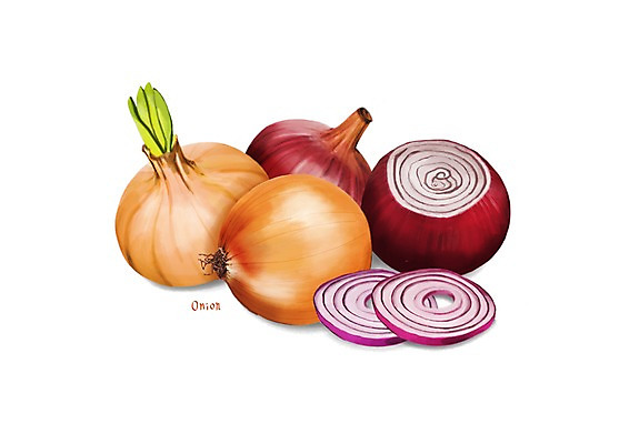 PSD 일러스트 식재료 양파 건강 사람없음 건강식품 적양파 슈퍼푸드 디테일 국내일러스트 음식 채소 파일형식