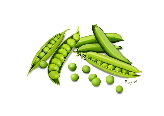 PSD 채소 일러스트 식재료 건강 사람없음 완두콩 건강식품 슈퍼푸드 디테일 국내일러스트 음식 콩 파일형식