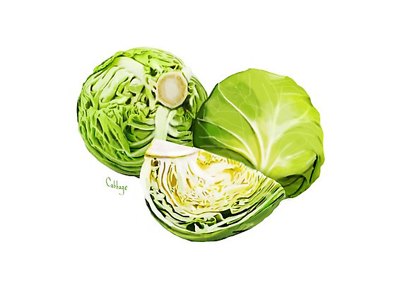 PSD 일러스트 식재료 건강 사람없음 세개 양배추 건강식품 슈퍼푸드 디테일 국내일러스트 음식 채소 3 파일형식