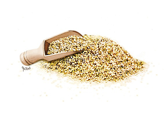 PSD 일러스트 식재료 건강 사람없음 건강식품 스쿱 퀴노아 슈퍼푸드 디테일 국내일러스트 음식 곡류 파일형식