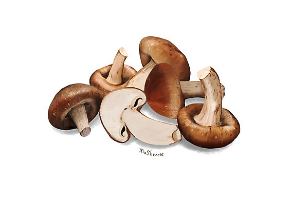 PSD 일러스트 식재료 건강 사람없음 여러개 버섯 송이버섯 건강식품 슈퍼푸드 디테일 국내일러스트 음식 다수 파일형식