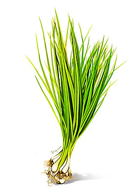 PSD 일러스트 식재료 건강 사람없음 건강식품 쪽파 슈퍼푸드 디테일 국내일러스트 음식 파 파일형식